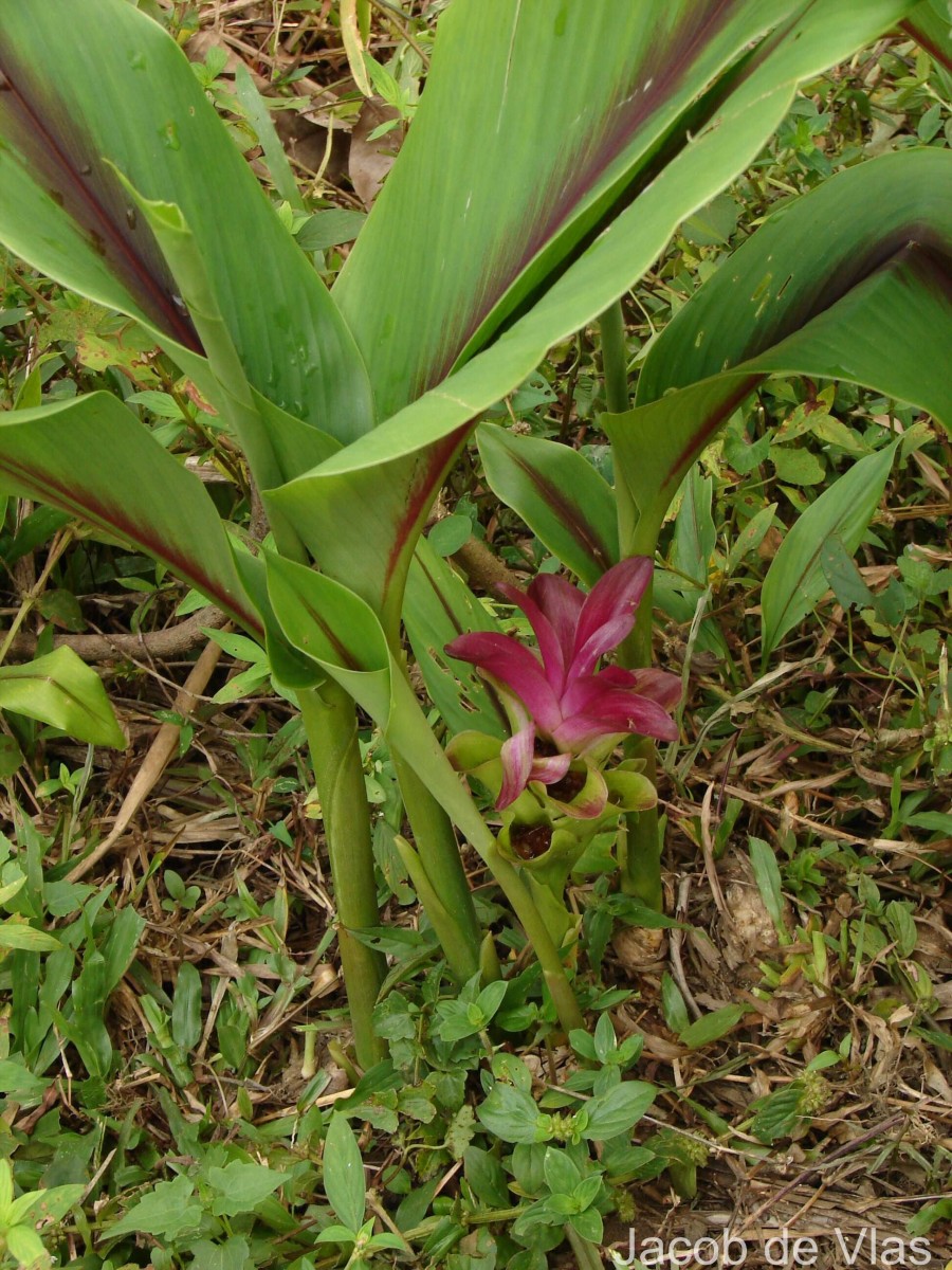 Curcuma zedoaria (Christm.) Roscoe